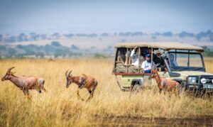 What is a Bush Safari? Everything You Need to Know