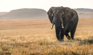 Best Time to Visit Kenya and Tanzania for Safari