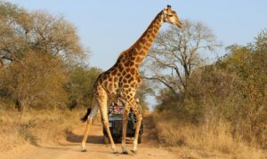 Top 11 Best Places to Visit in Kenya