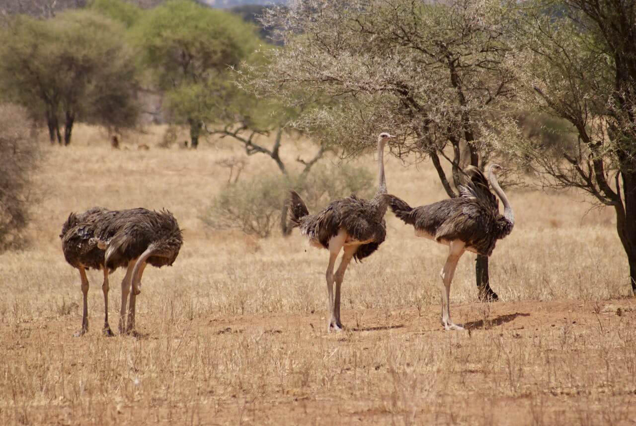 Ostrich