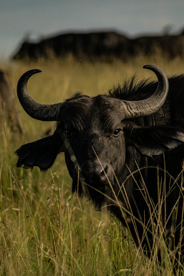 Uganda