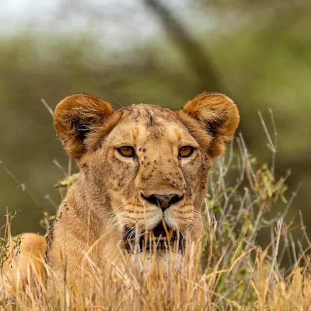 3 Days Amboseli, Tsavo East, Diani Private Safari