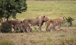 How to Stay Safe on a Kenya Safari: 12 Practical Tips