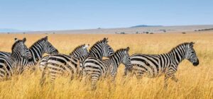 6-Day Maasai Mara, Lake Nakuru and Amboseli Safari