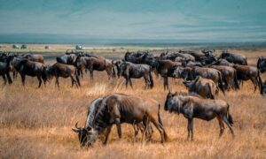 Maasai Mara vs Serengeti: Which Safari Should You Choose?