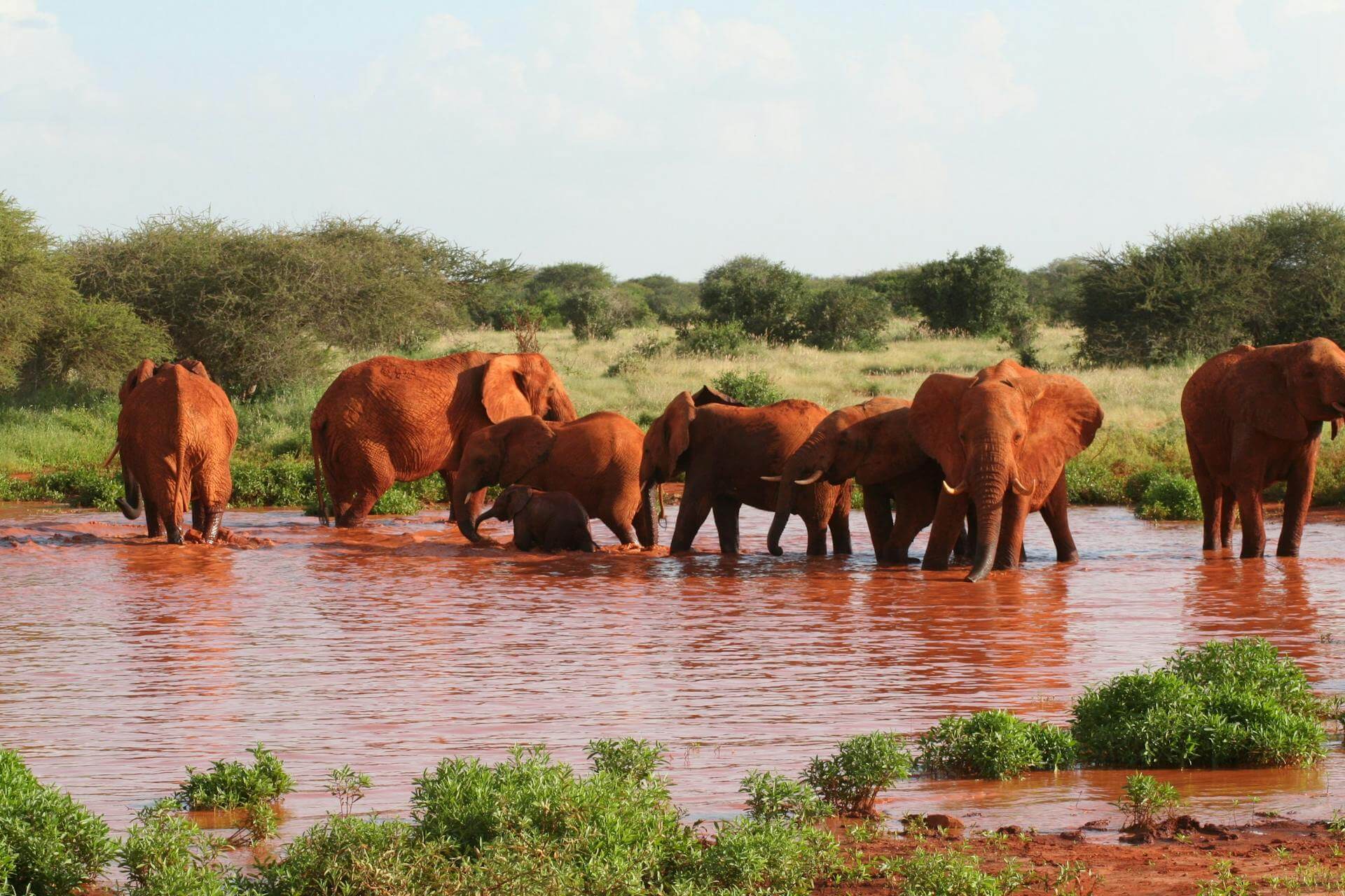 4 Days Amboseli, Tsavo West, Tsavo East Safari
