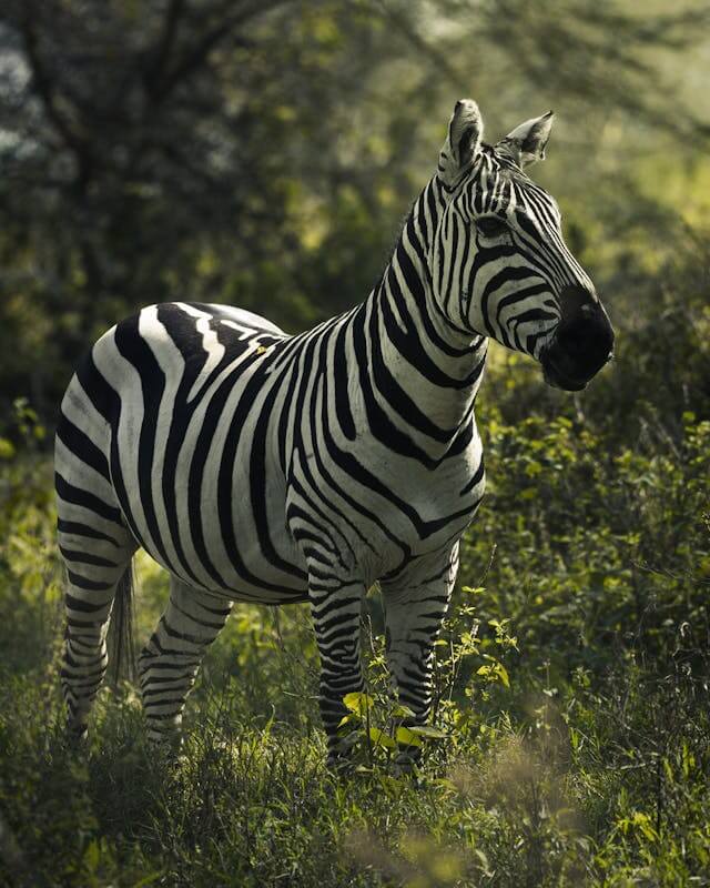 Zebra