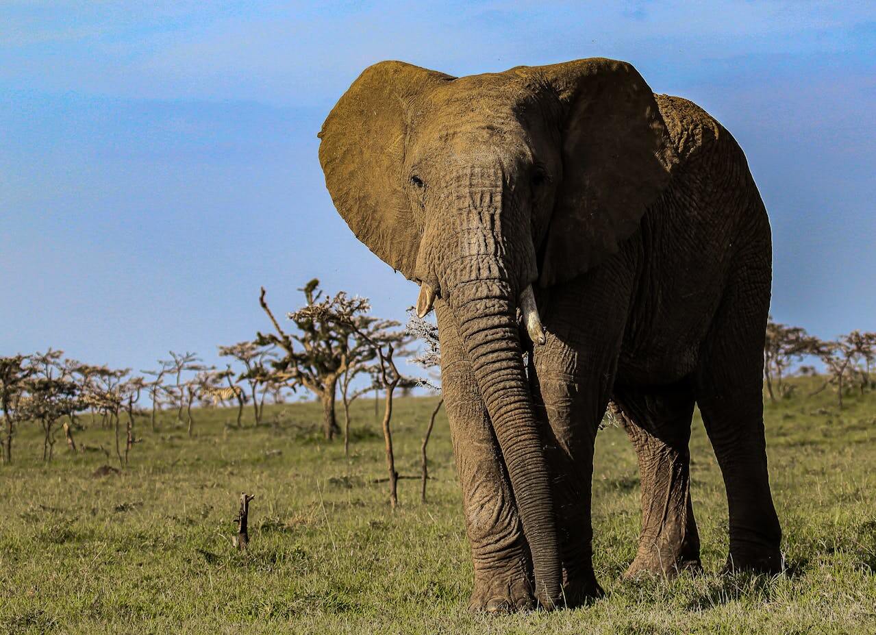 3 Days Amboseli Group Joining Safari