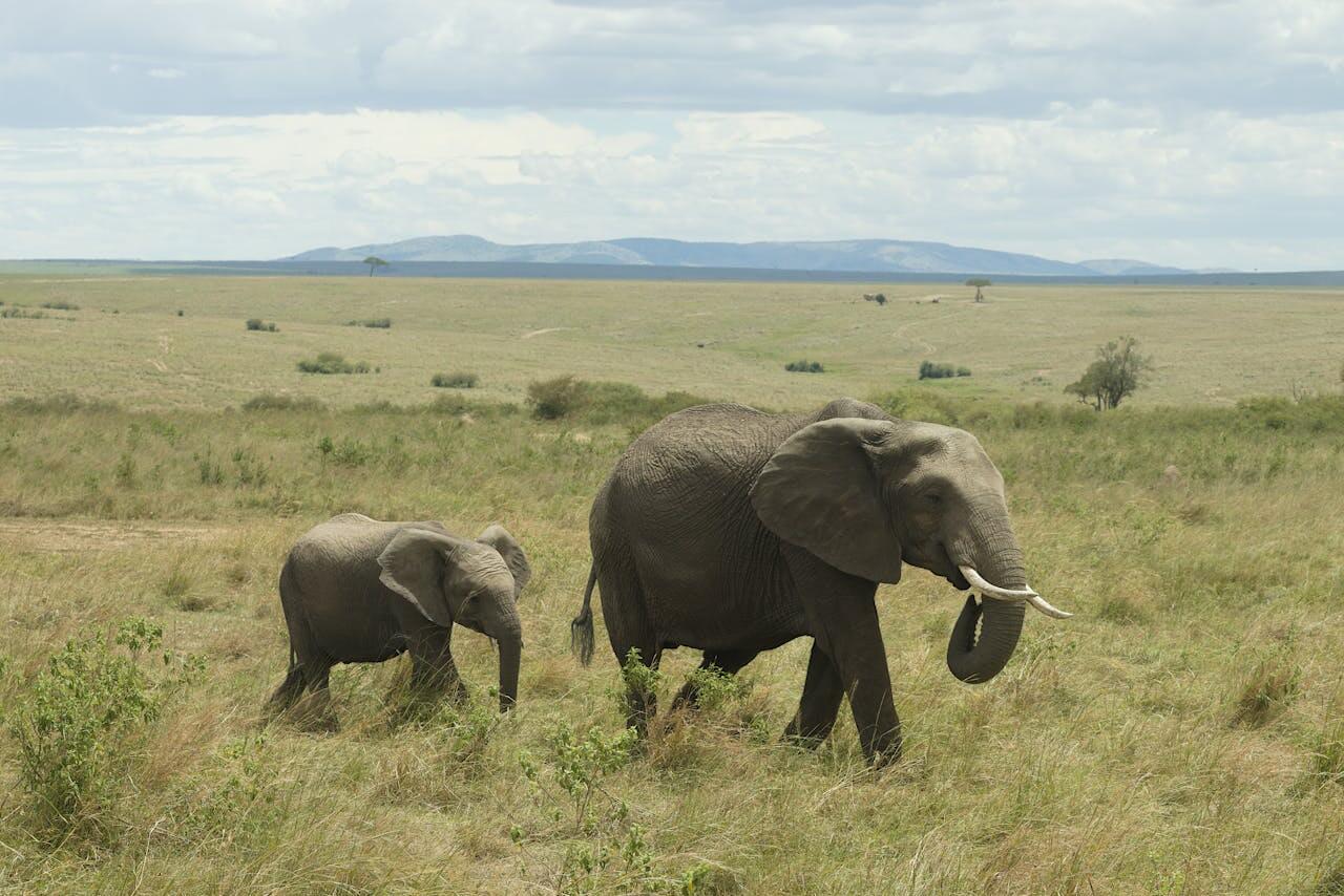 5 Days L. Nakuru, Amboseli, Tsavo East Safari