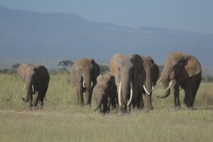 9-Day Kenya Safari Itinerary, Amboseli, Naivasha, Samburu, Nakuru, Mara