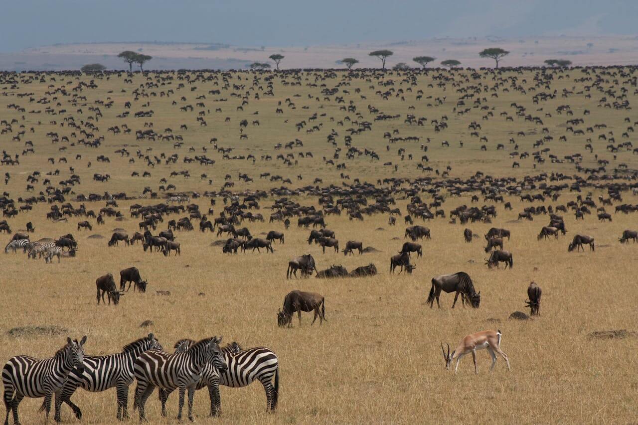 3 Day Masai Mara Safari Group Joining Tour