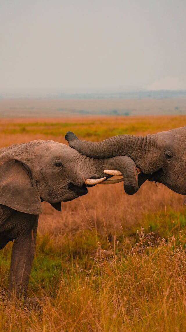 3-Day Maasai Mara Group Safari