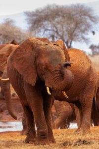 5 Days Nairobi, Amboseli, Tsavo west, Tsavo East, Mombasa