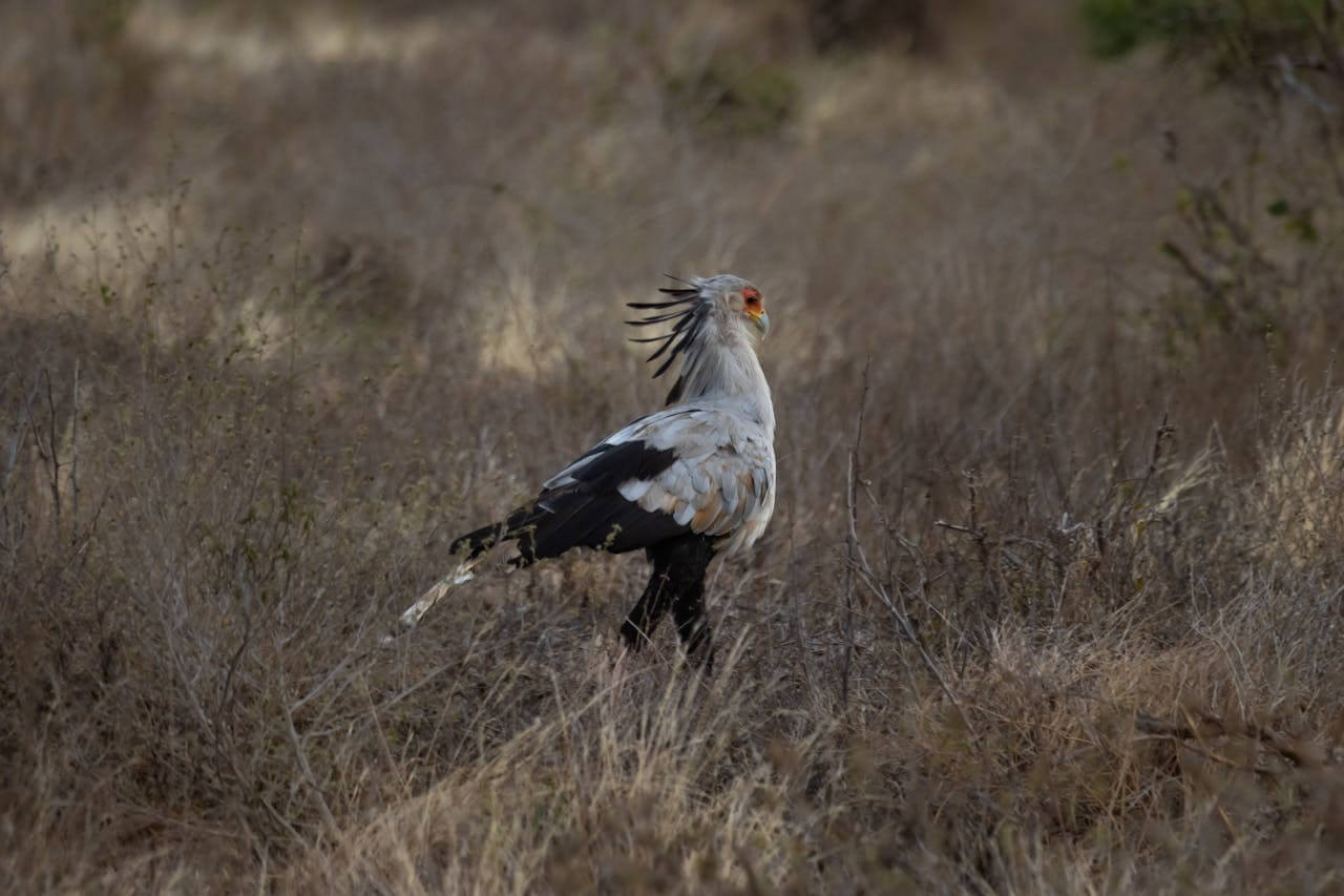 Secretary bird
