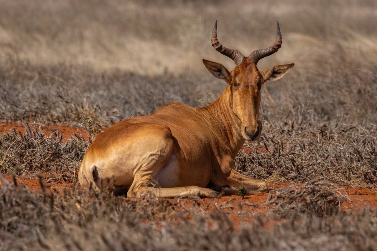 antelope