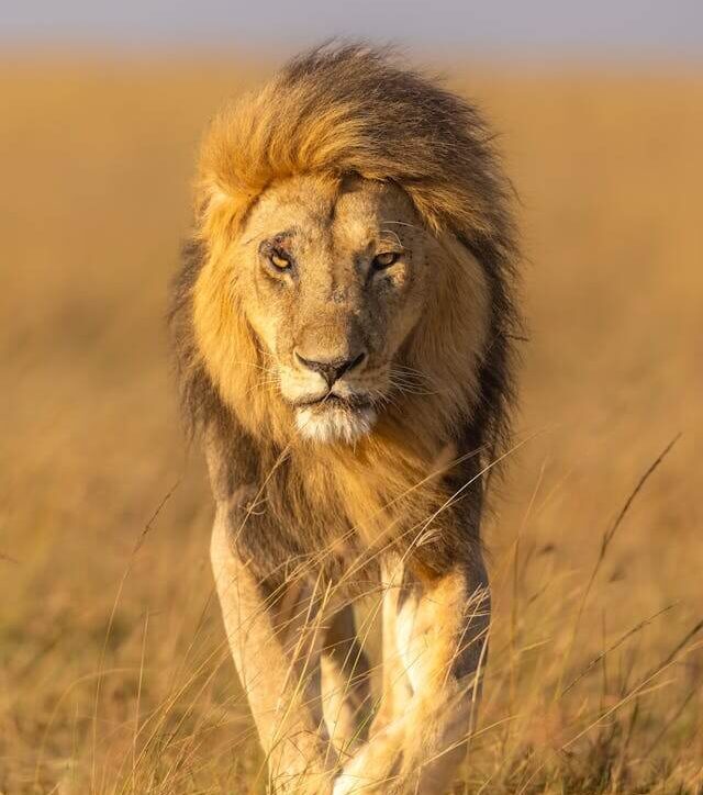 Lion