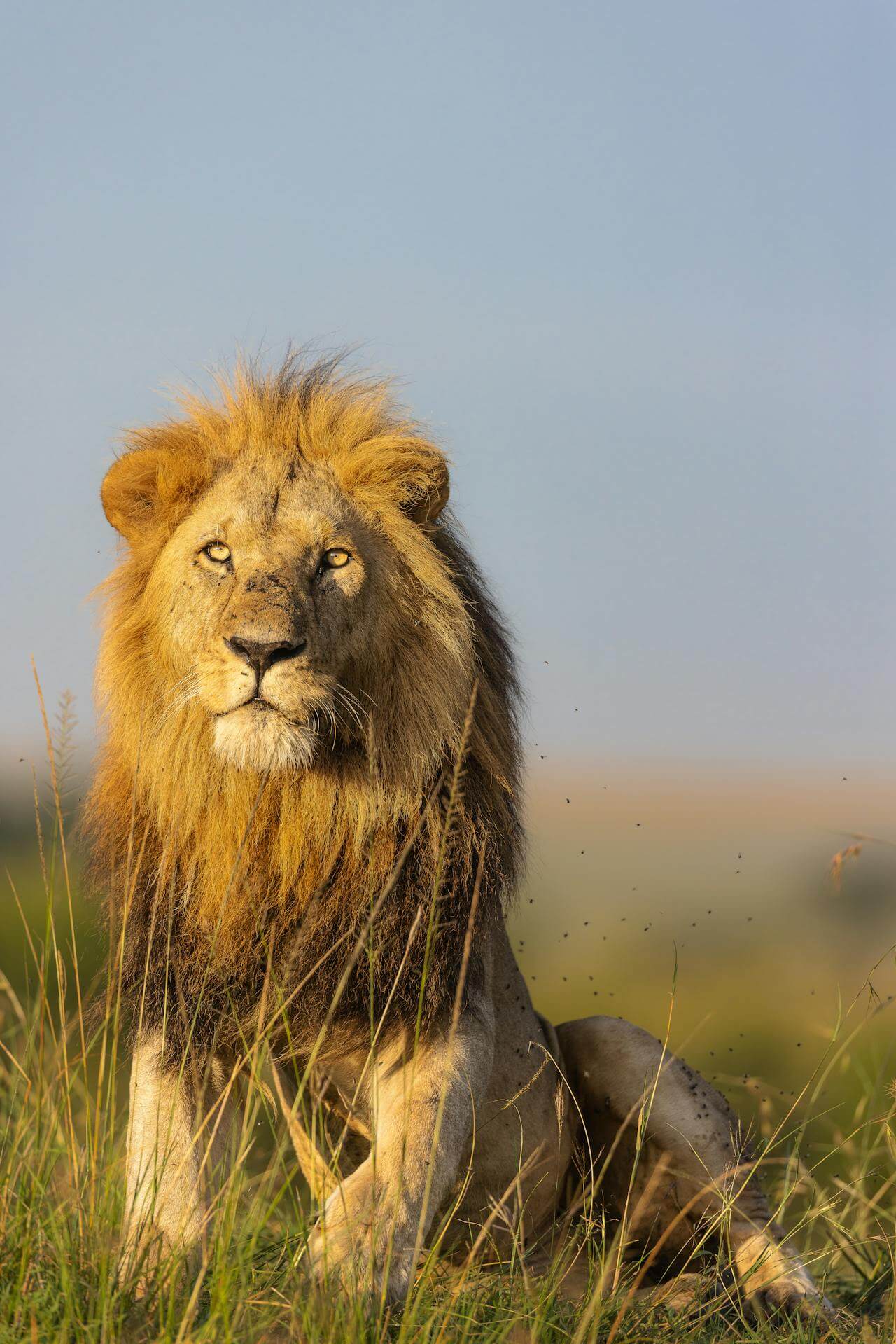 6 Days Maasai Mara, Lake Nakuru, Amboseli Safari Tour