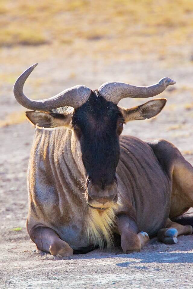 Wildebeest