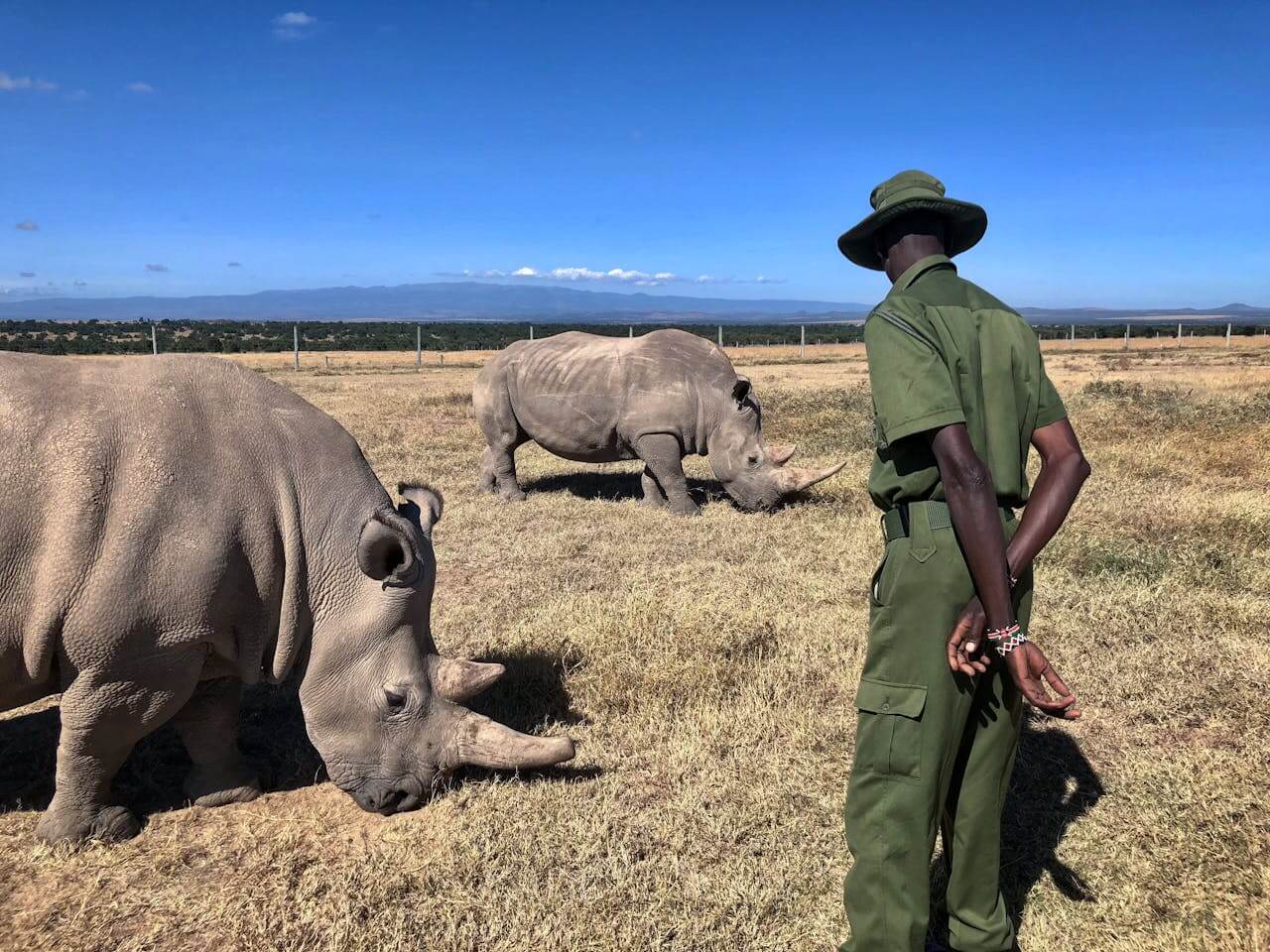 7-Day Kenya Safari Samburu – Ol Pejeta – Lake Naivasha – Masai Mara