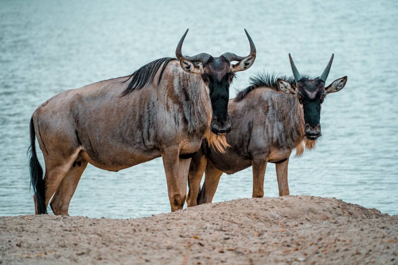 4 Days Maasai Mara and Lake Nakuru