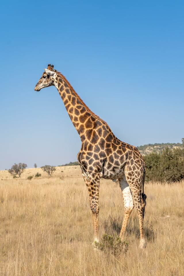 Giraffe