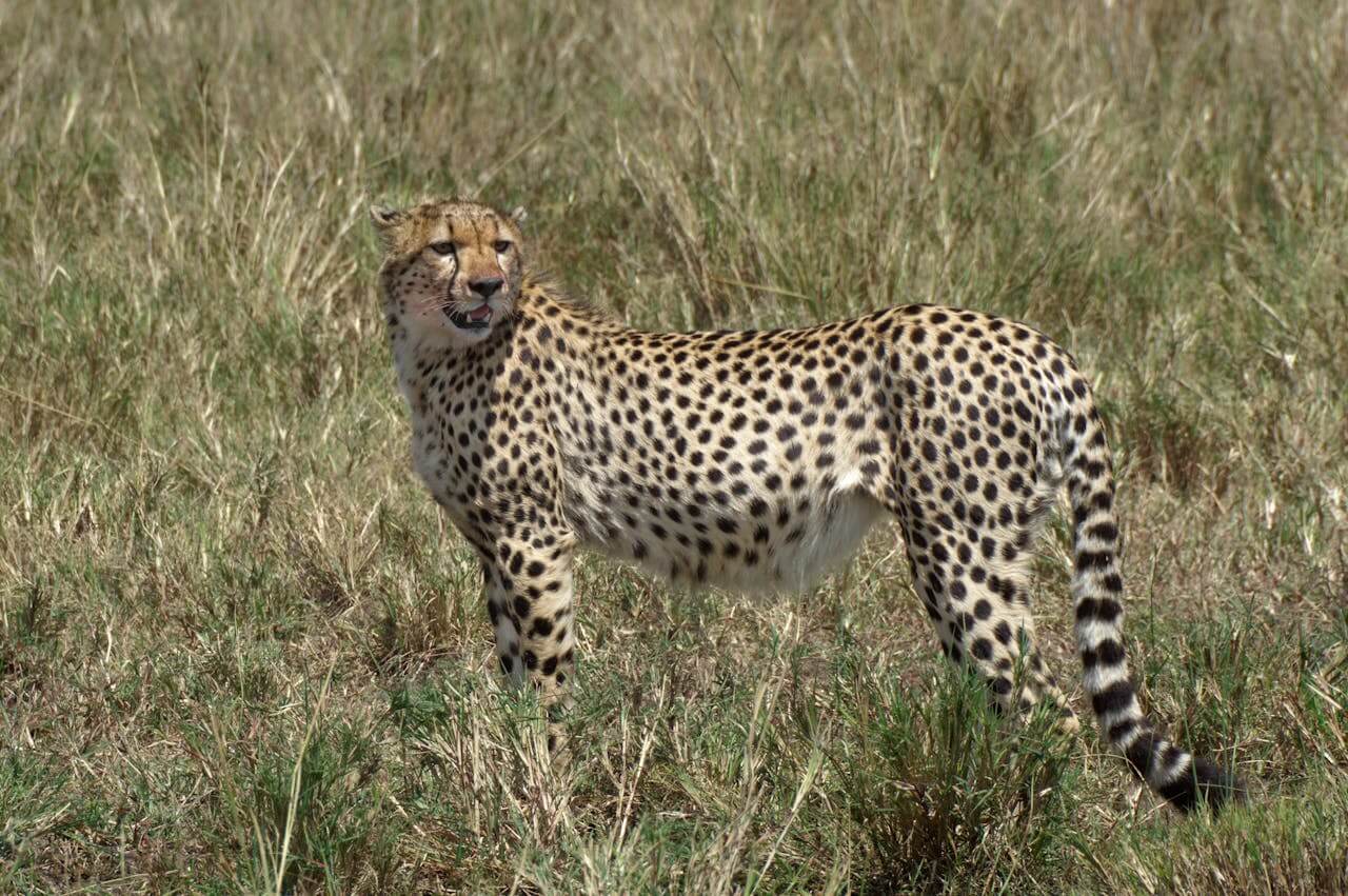 cheetah