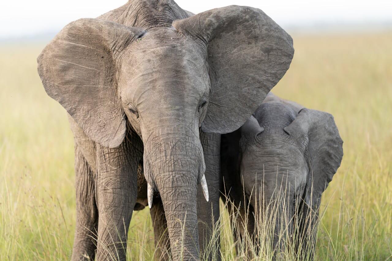 5 Day Amboseli, Lake Nakuru, Maasai Mara