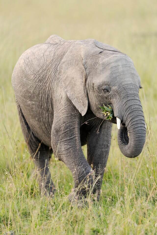 7-Day Kenya Safari: Masai Mara, Lake Nakuru, Amboseli, Tsavo , Mombasa