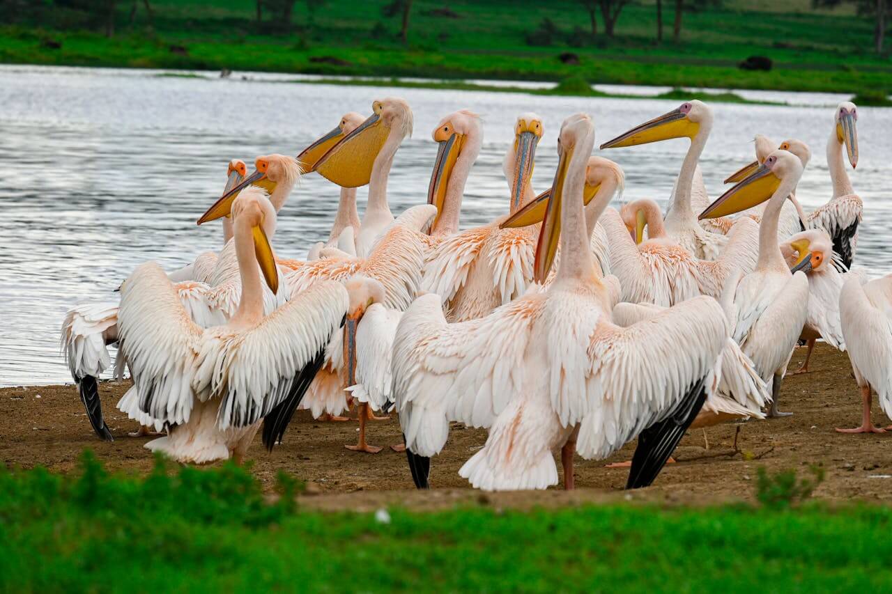 Lake Nakuru