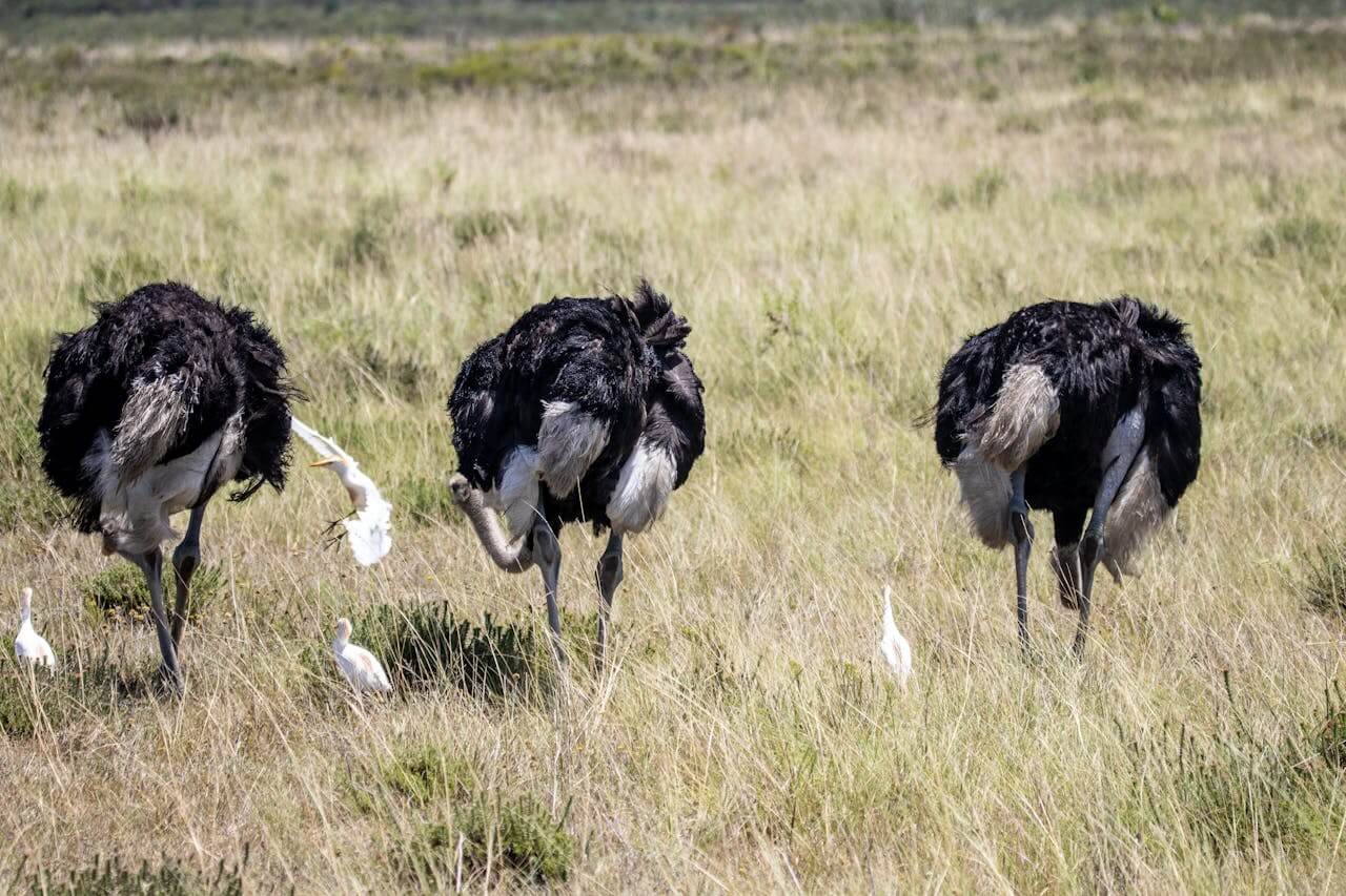 Ostrich
