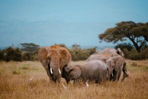 3 Day Private Safari: Amboseli – Tsavo East – Diani Beach