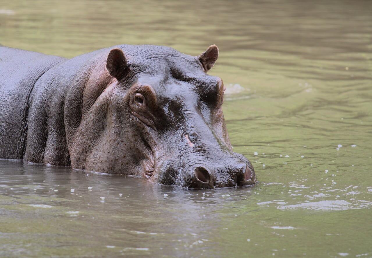 Hippo