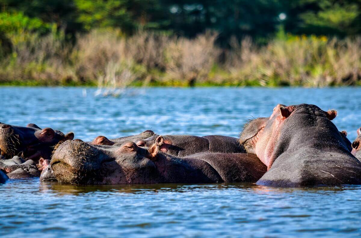 Hippos
