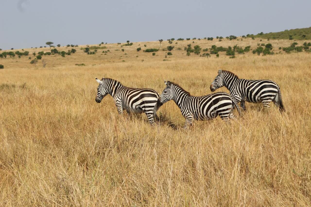 Zebra