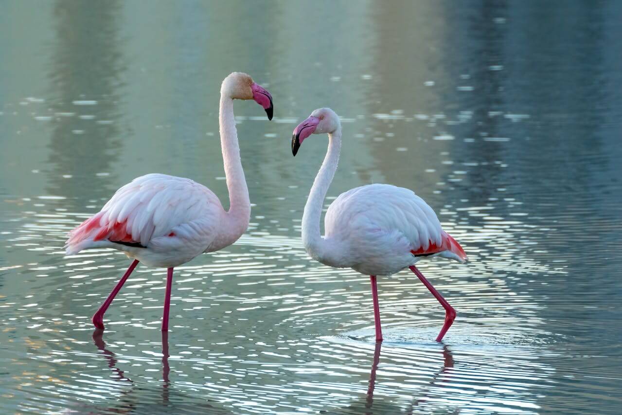 flamingoes
