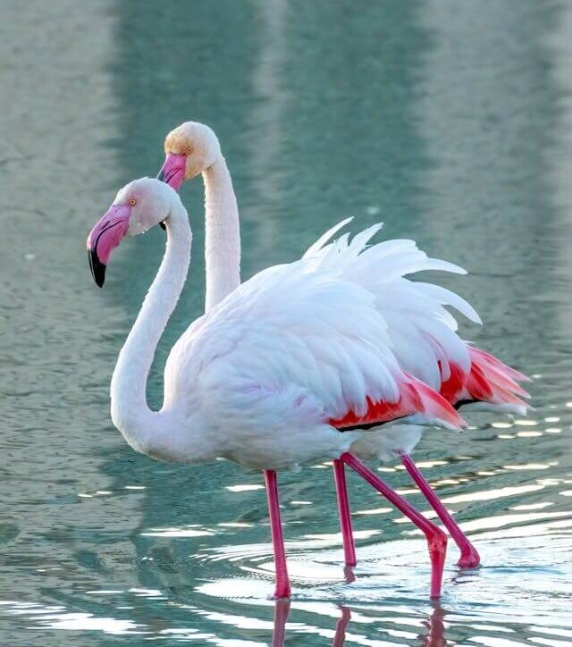 Flamingoes