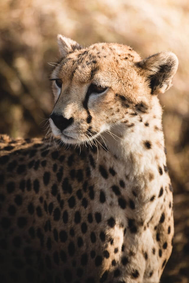 Masai Mara, Lake Nakuru, Lake Naivasha, Amboseli, Arusha, Tarangire, Serengeti and Ngorongoro