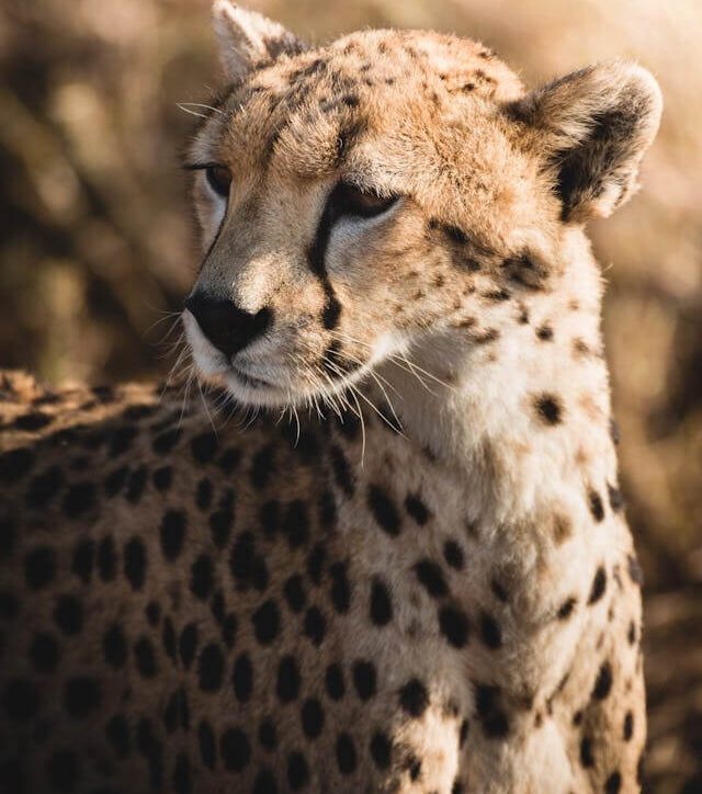 cheetah