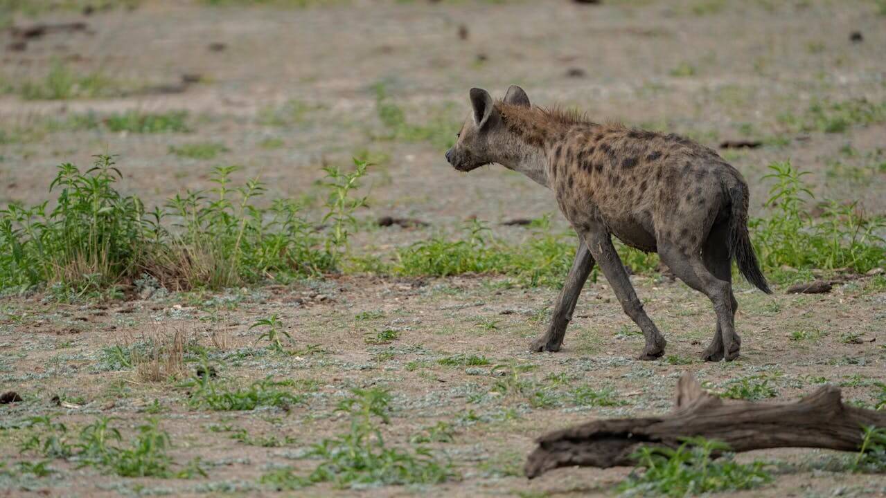 Hyena